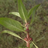 Bergia capensis L.